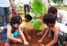 पाम ट्री नहीं, देशी वृक्ष लगाएं