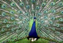 मोर के जादुई रंग संयोजन का राज