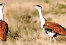 सोन चिरैया का अस्तित्व खतरे में